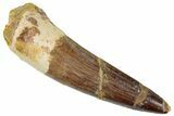Fossil Spinosaurus Tooth - Real Dinosaur Tooth #259627-1